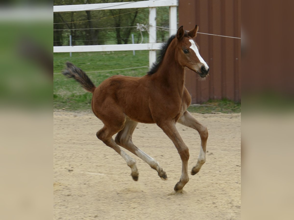 Other Warmbloods Mare Foal (04/2025) 16,1 hh Brown in Borgentreich