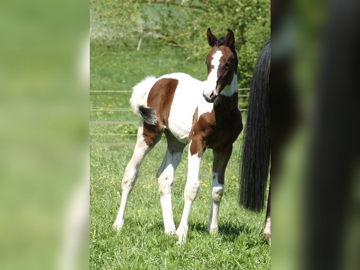 Other Warmbloods Mare Foal (03/2025) 16,1 hh Pinto in Borgentreich