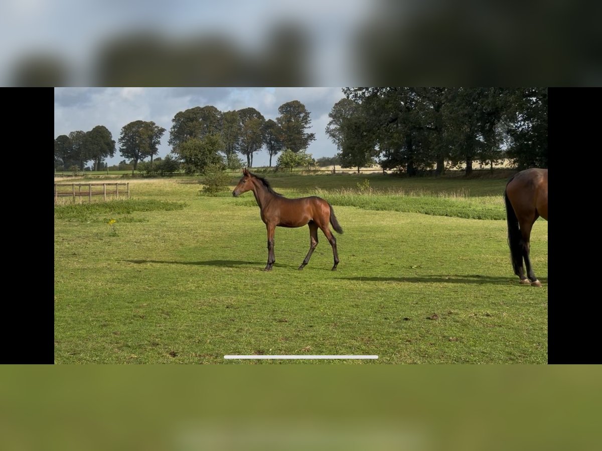 Other Warmbloods Mare Foal (04/2025) Bay-Dark in Datteln