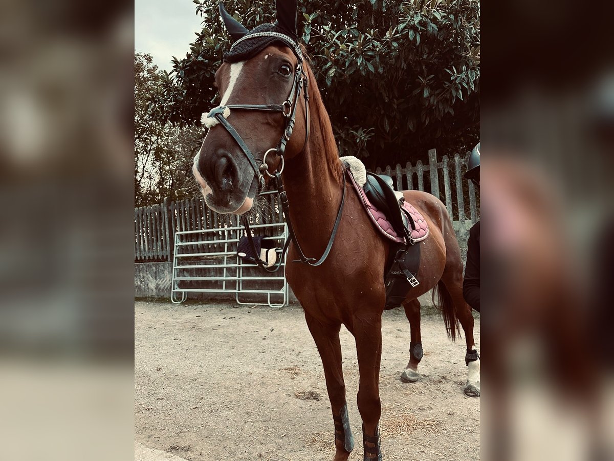 Other Warmbloods Stallion 17 years Chestnut-Red in Seregno