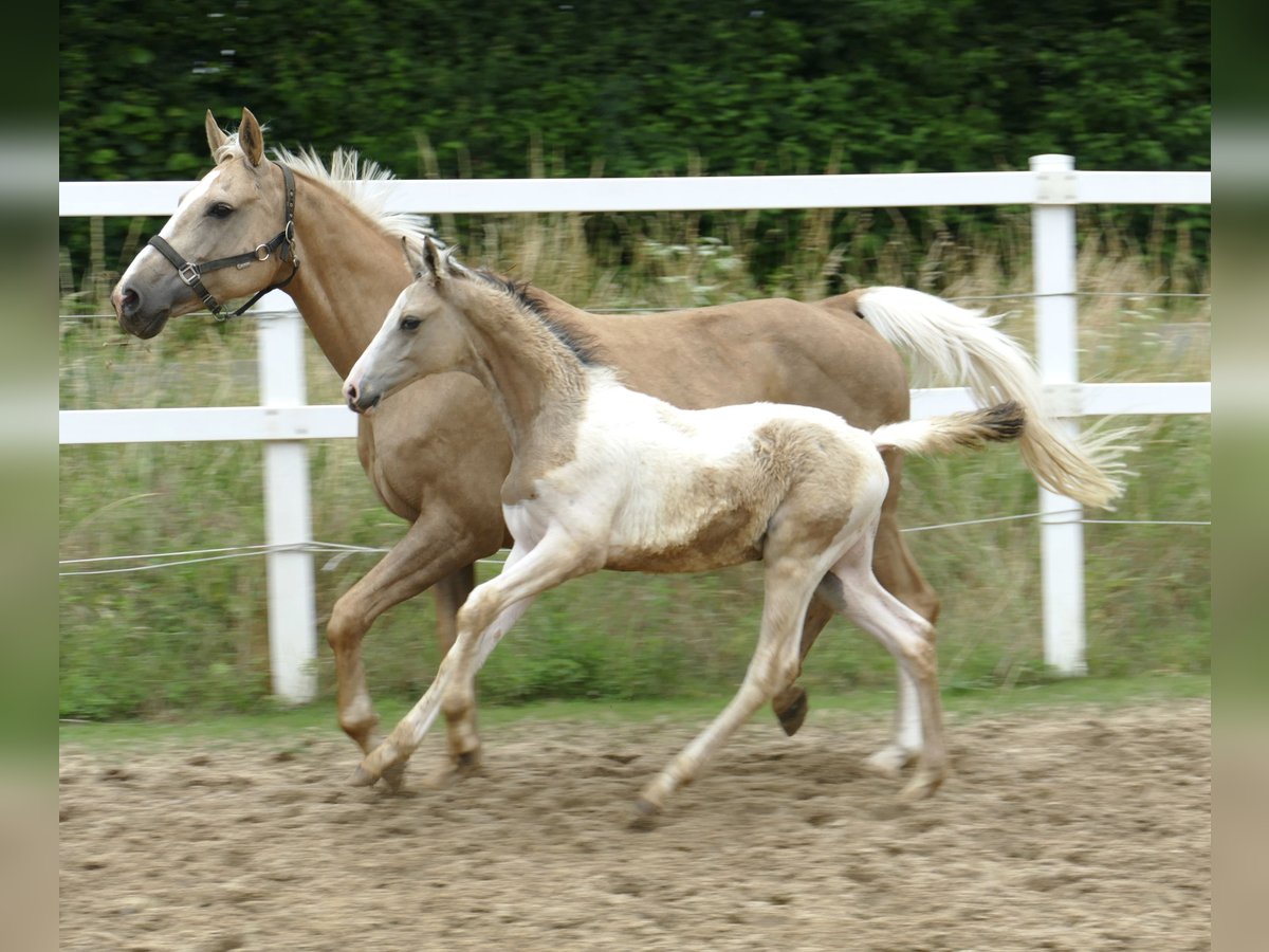 Other Warmbloods Stallion 1 year 16,2 hh Pinto in Borgentreich