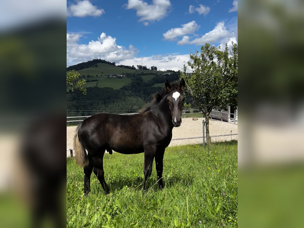 Other Warmbloods Stallion 1 year 16 hh Black in Randegg