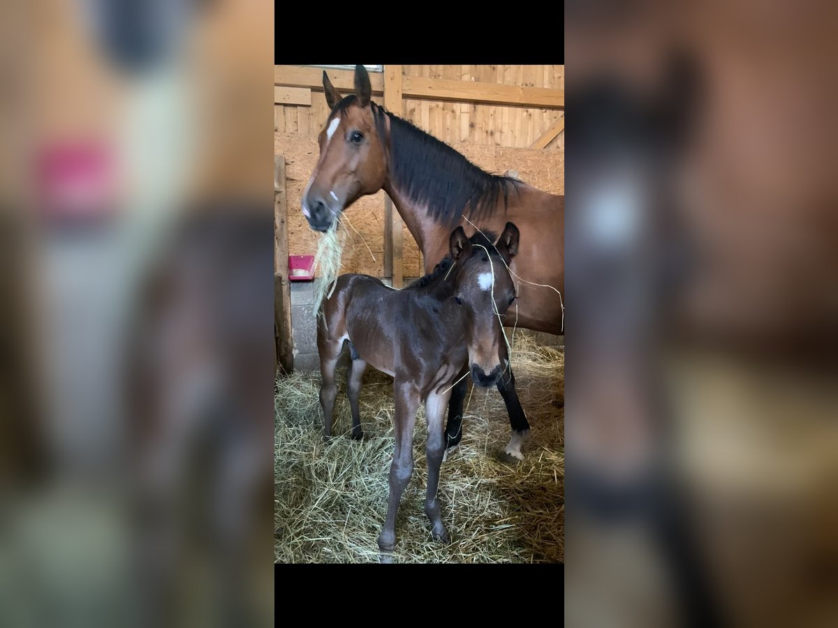 Other Warmbloods Mix Stallion 1 year Bay-Dark in Groß Siegharts