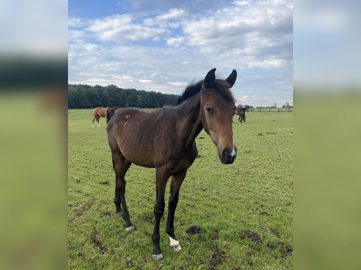 Other Warmbloods Stallion 2 years 16,2 hh Brown in Rosendahl