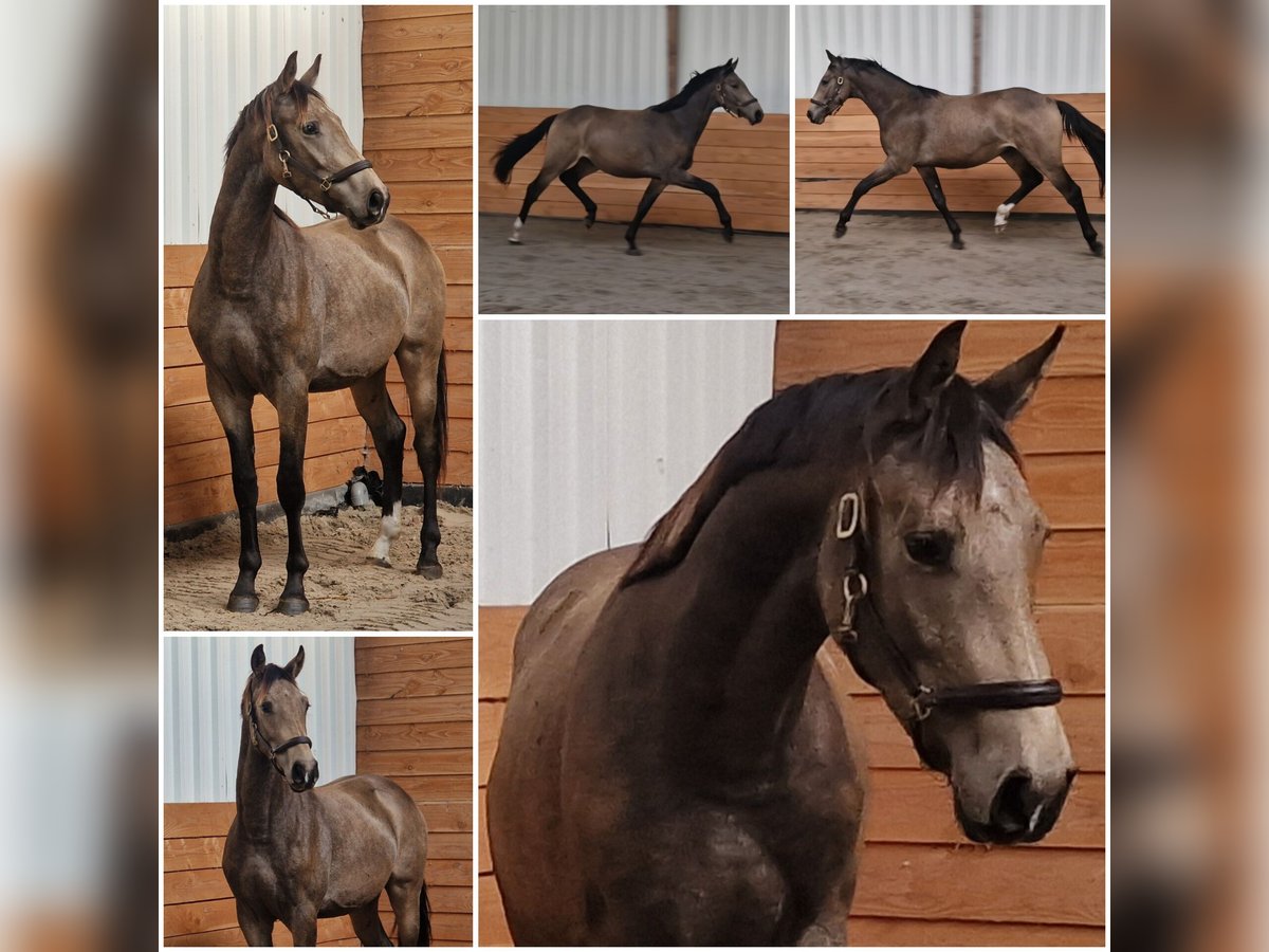 Other Warmbloods Stallion 2 years in Den Ham
