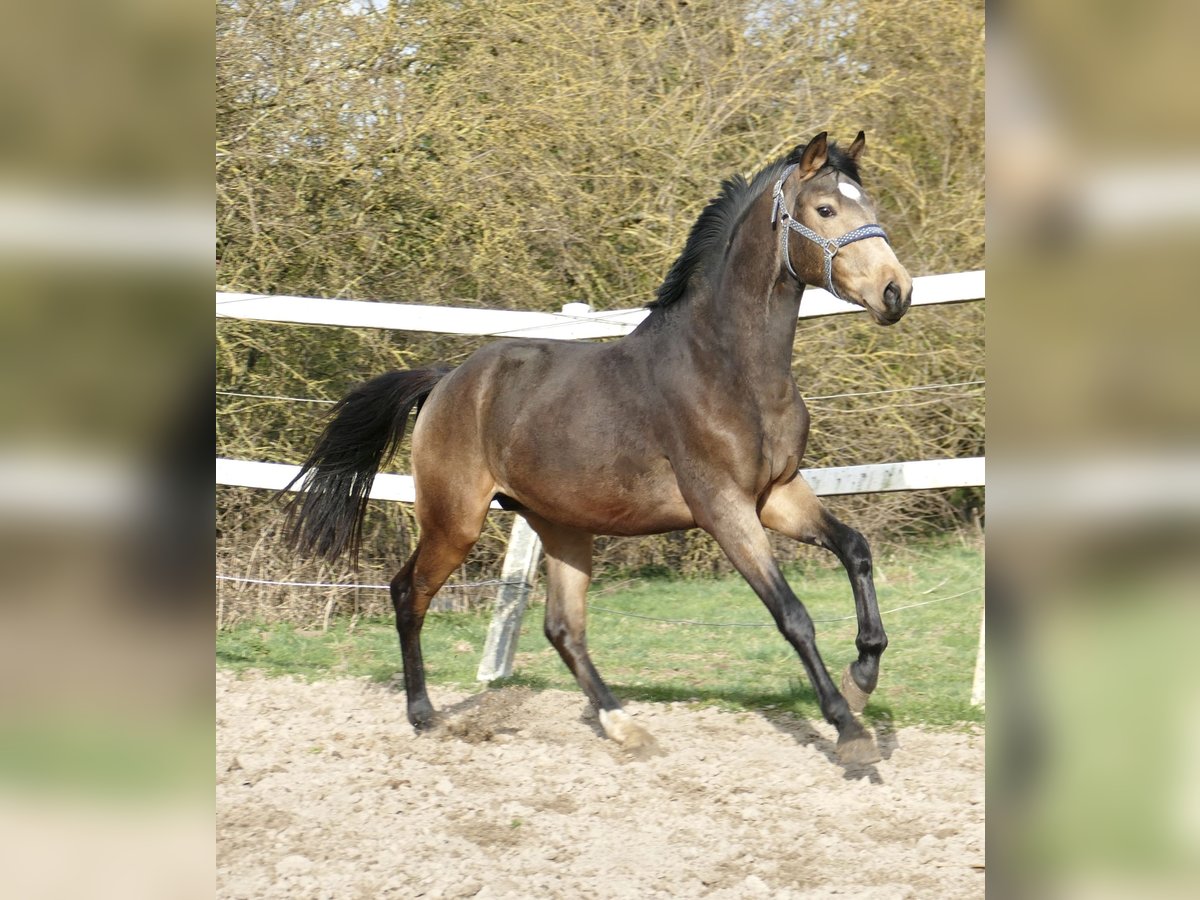 Other Warmbloods Stallion 3 years 16,2 hh Buckskin in Borgentreich