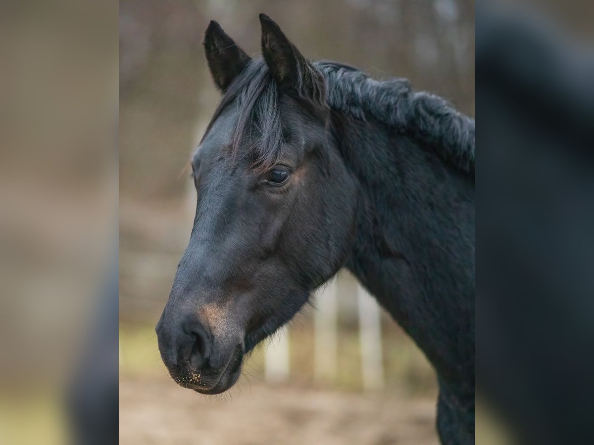 Other Warmbloods Stallion 4 years 16 hh Smoky-Black in Osternienburger Land