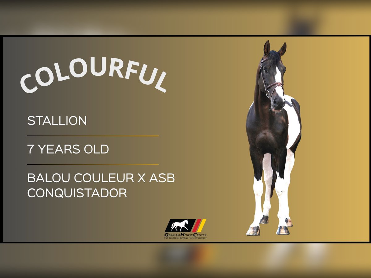 Other Warmbloods Stallion 7 years Pinto in Z&#xFC;lpich