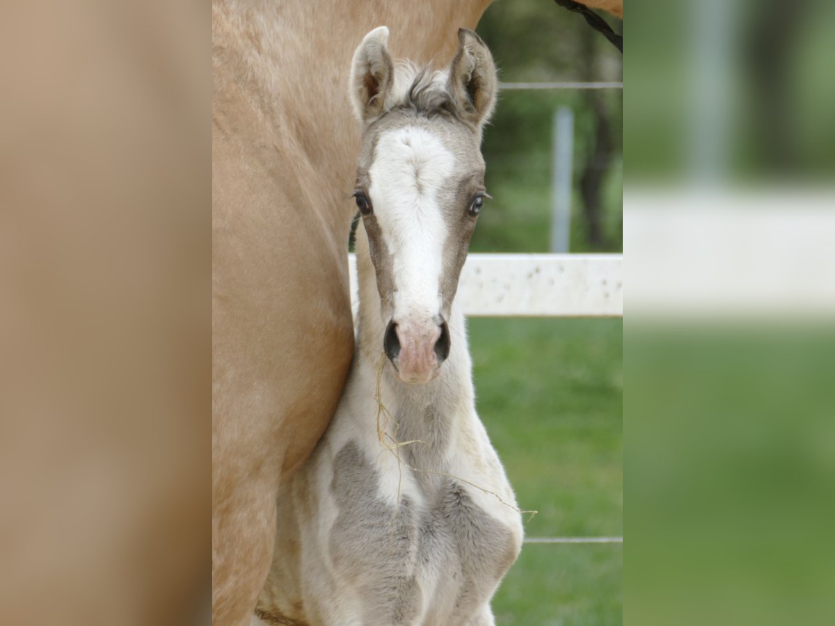 Other Warmbloods Stallion  16,1 hh Pinto in Borgentreich