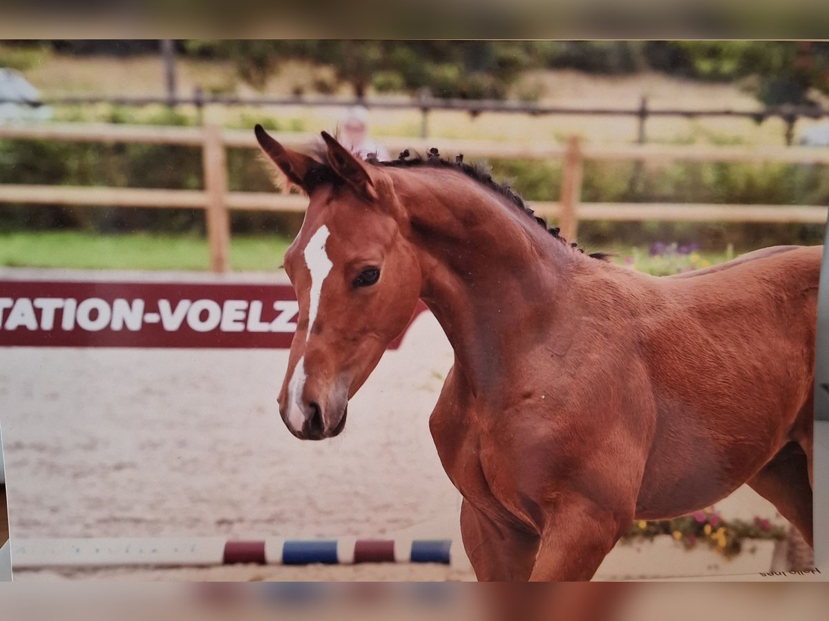 Other Warmbloods Stallion Foal (04/2024) 16,2 hh Brown in Salzwedel