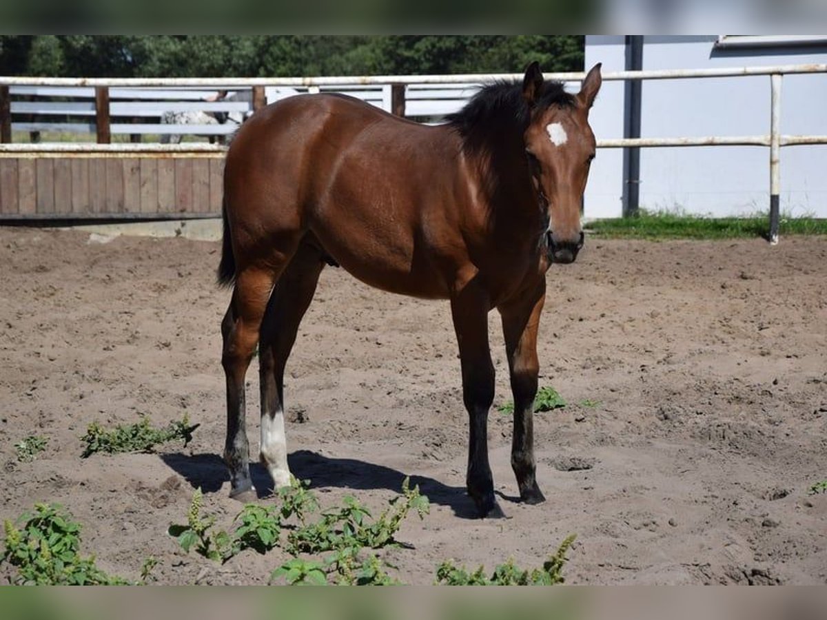 Other Warmbloods Mix Stallion Foal (04/2023) 16 hh Brown in Chełmno