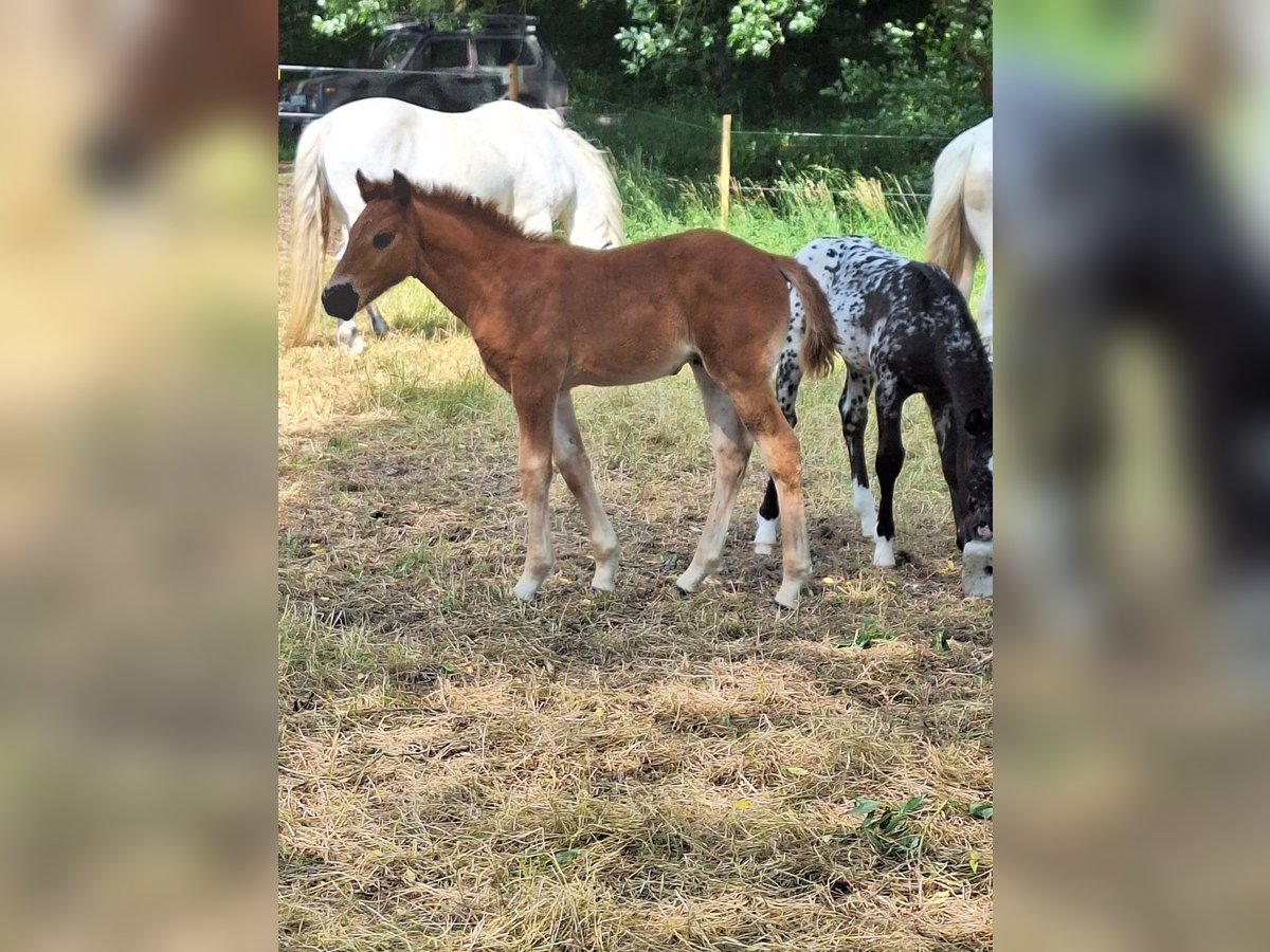 Other Warmbloods Mix Stallion  16 hh Brown in Neustadt an der Orla