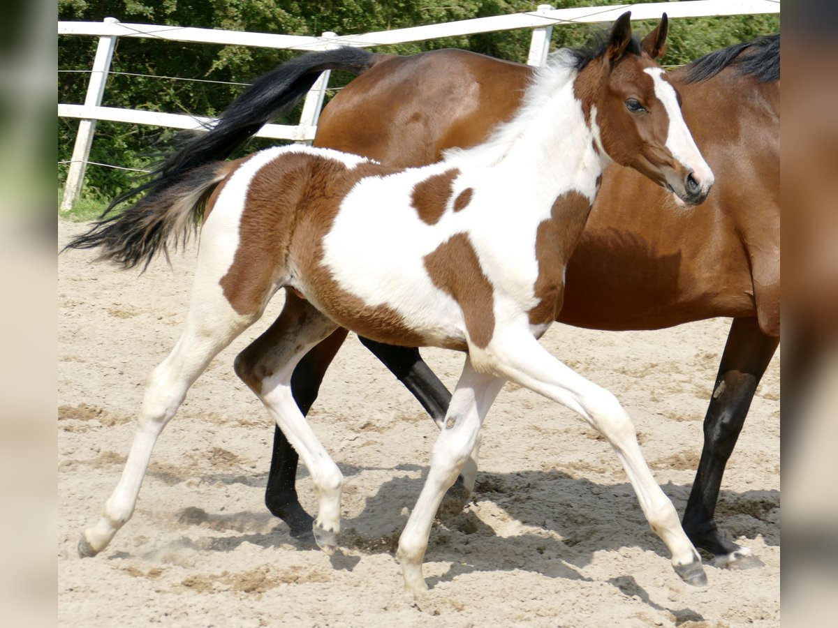Other Warmbloods Stallion  16,1 hh Pinto in Borgentreich