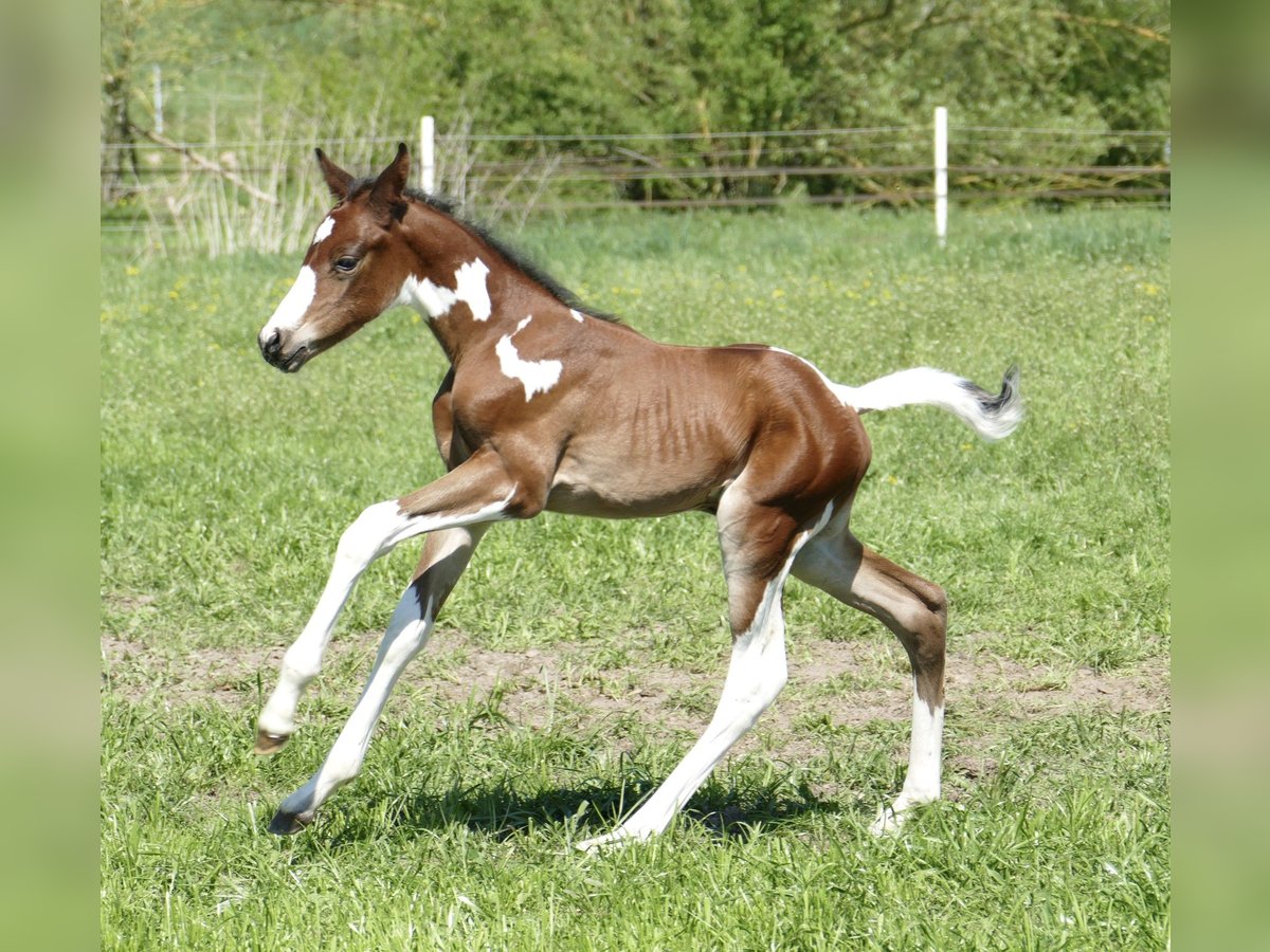 Other Warmbloods Stallion  16,1 hh Pinto in Borgentreich