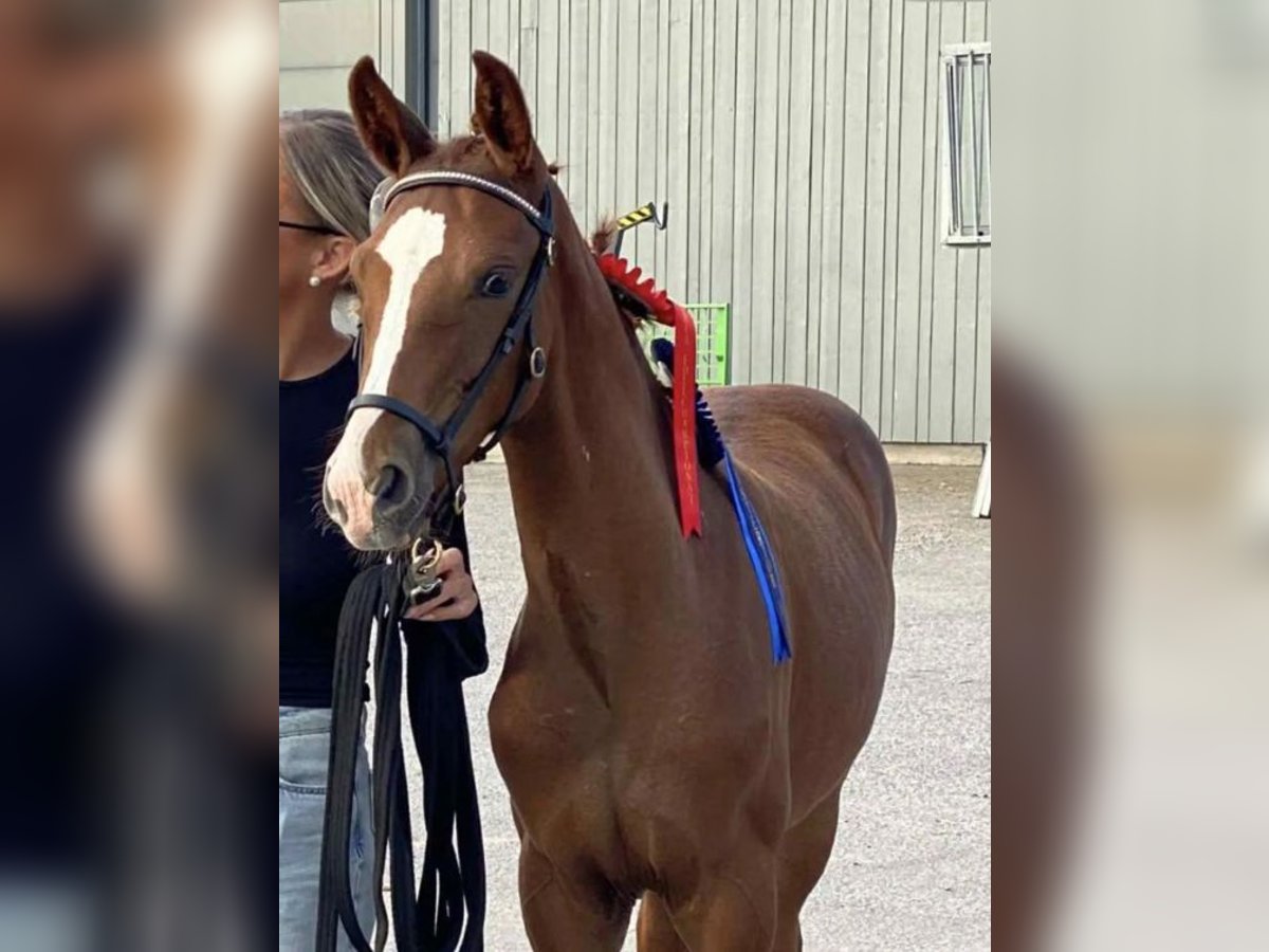 Other Warmbloods Stallion Foal (01/2025) 16,2 hh Chestnut-Red in Tistedal