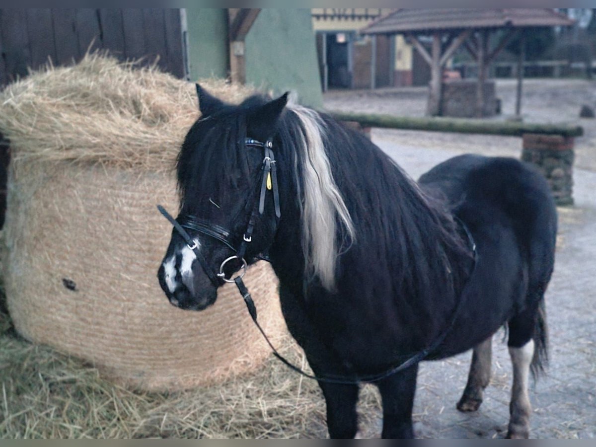 Otras razas Caballo castrado 10 años 120 cm Pío in Baruth/Mark