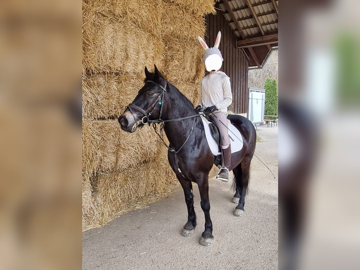 Otras razas Caballo castrado 10 años 145 cm Morcillo in Breitenfurt bei Wien