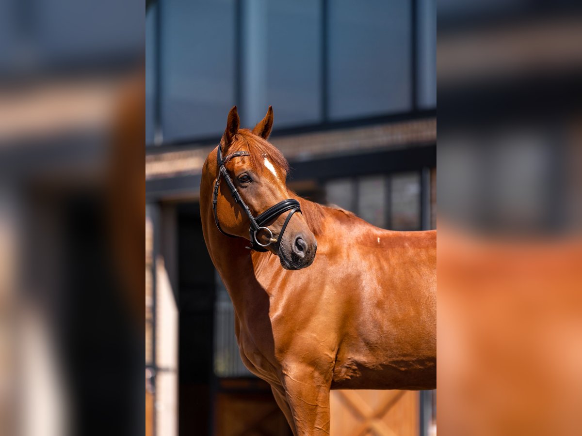 Otras razas Caballo castrado 10 años 163 cm Alazán in Zar&#x119;by