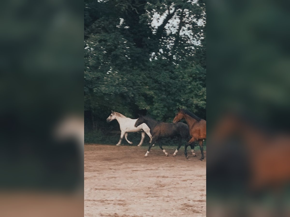 Otras razas Caballo castrado 10 años Castaño in Cuxhaven