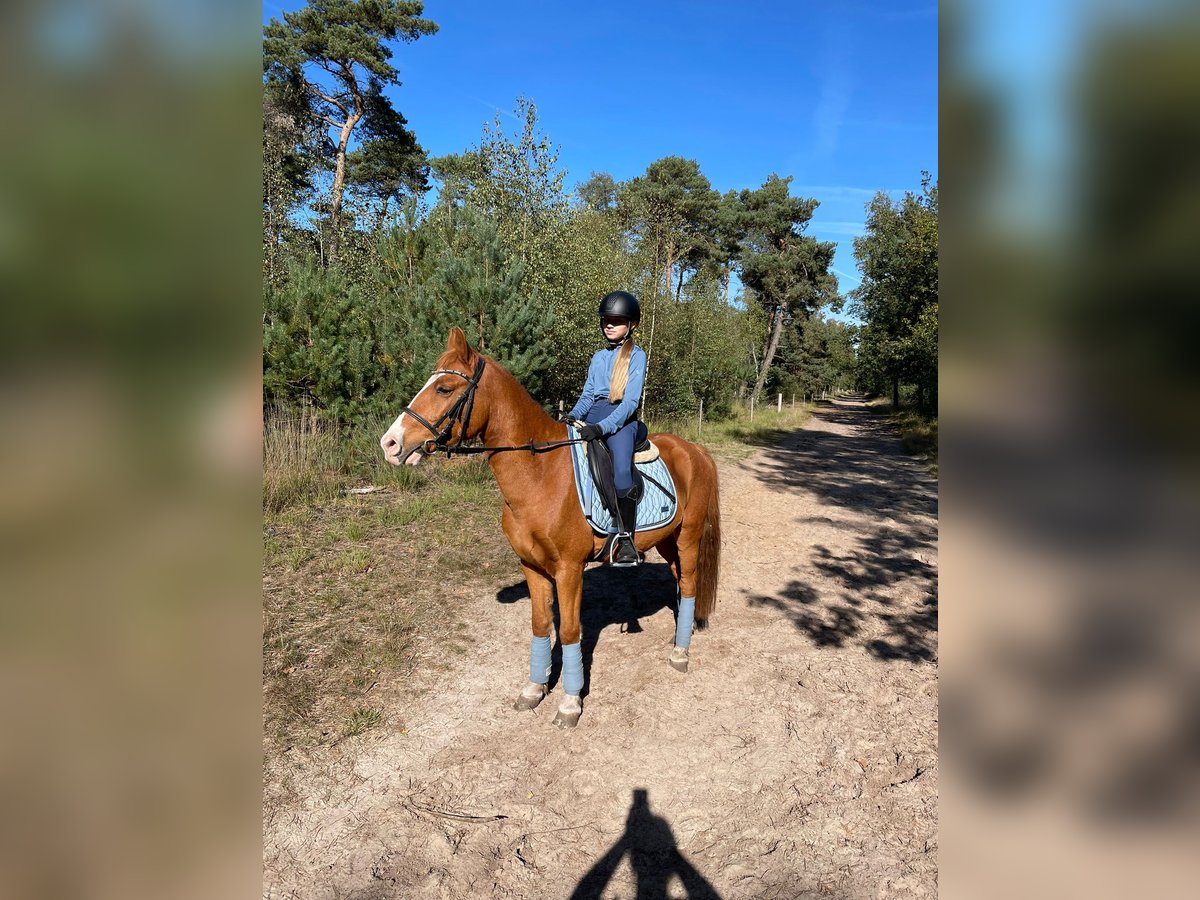 Otras razas Caballo castrado 11 años 145 cm Alazán in Sint-Oedenrode