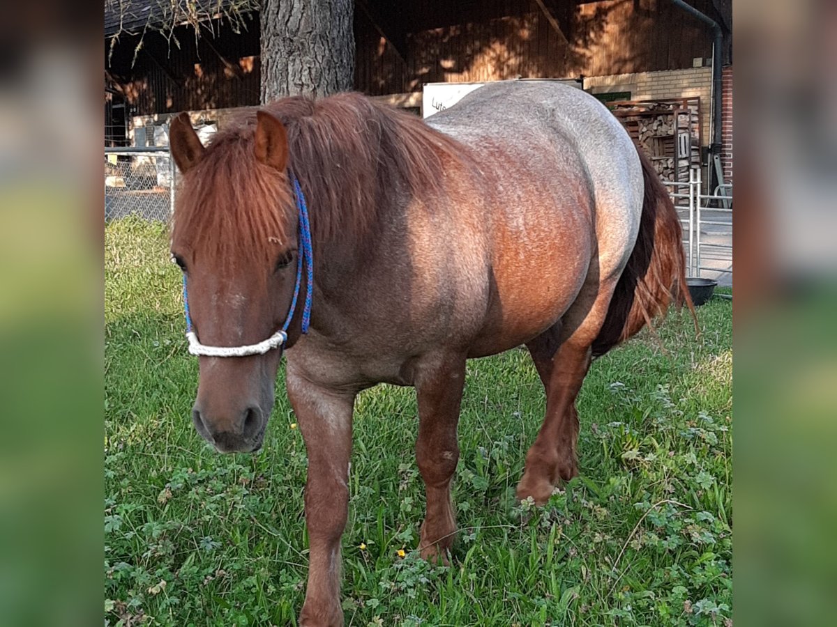Otras razas Caballo castrado 11 años 150 cm Tordo ruano in Neu St. Johann