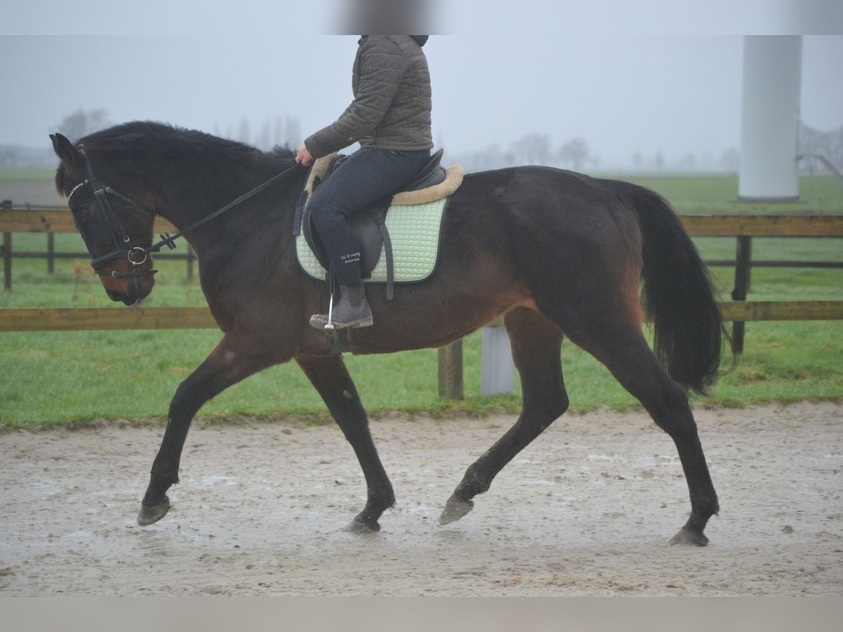 Otras razas Caballo castrado 11 años 162 cm Castaño oscuro in Breda