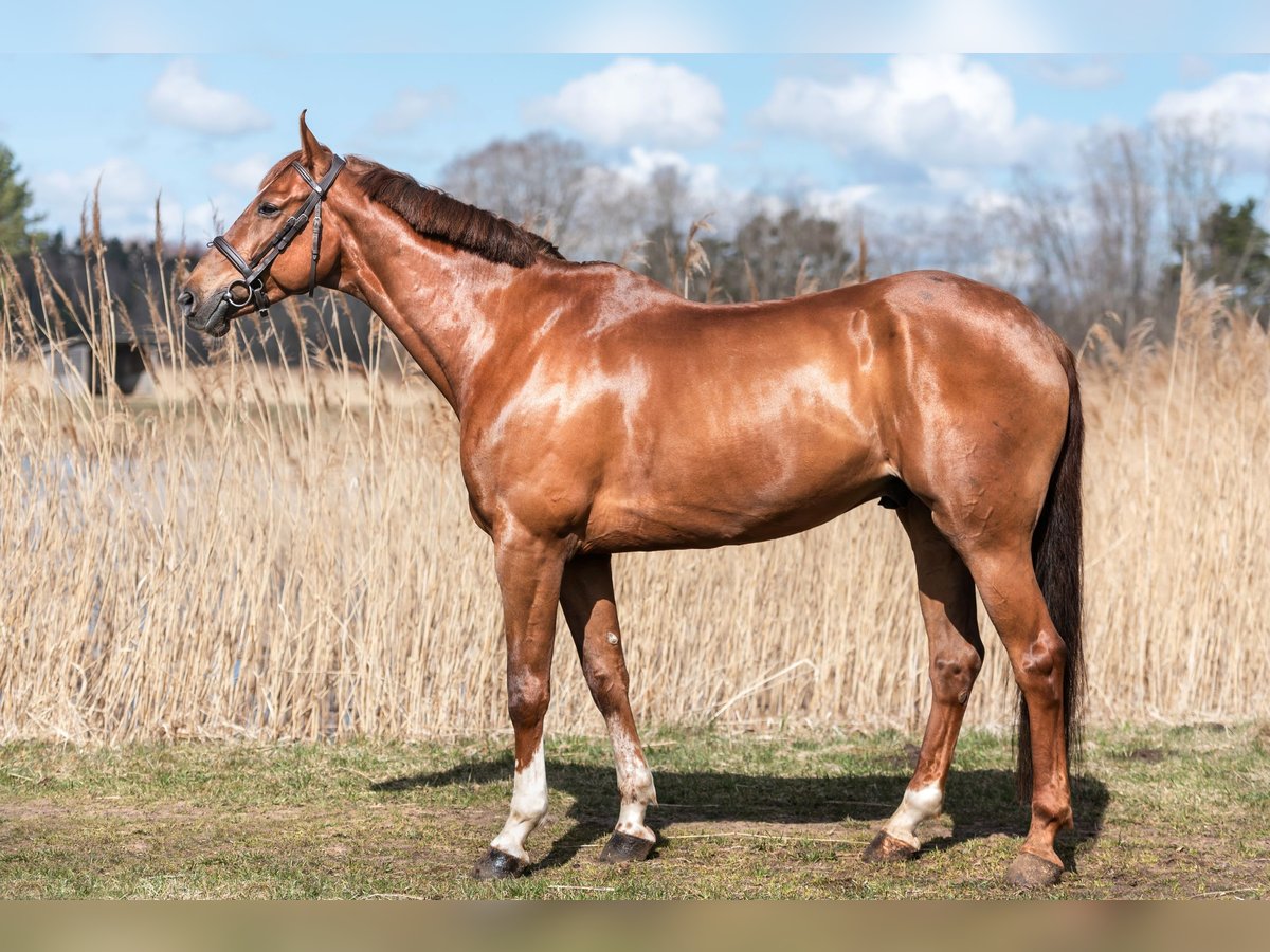 Otras razas Caballo castrado 11 años Alazán-tostado in &#x160;iauliai