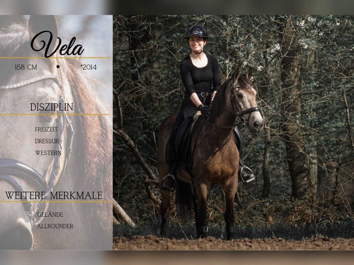 Otras razas Caballo castrado 12 años 158 cm Buckskin/Bayo in Nettersheim