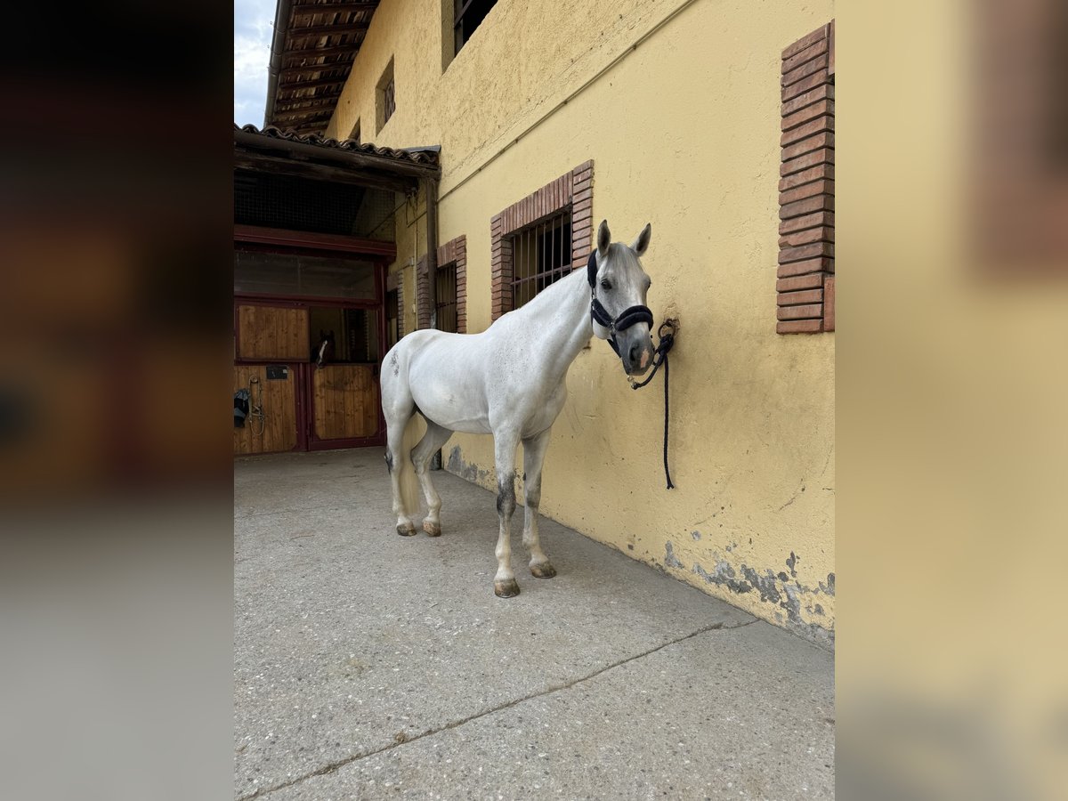 Otras razas Caballo castrado 12 años 164 cm Tordo in Paderno Franciacorta