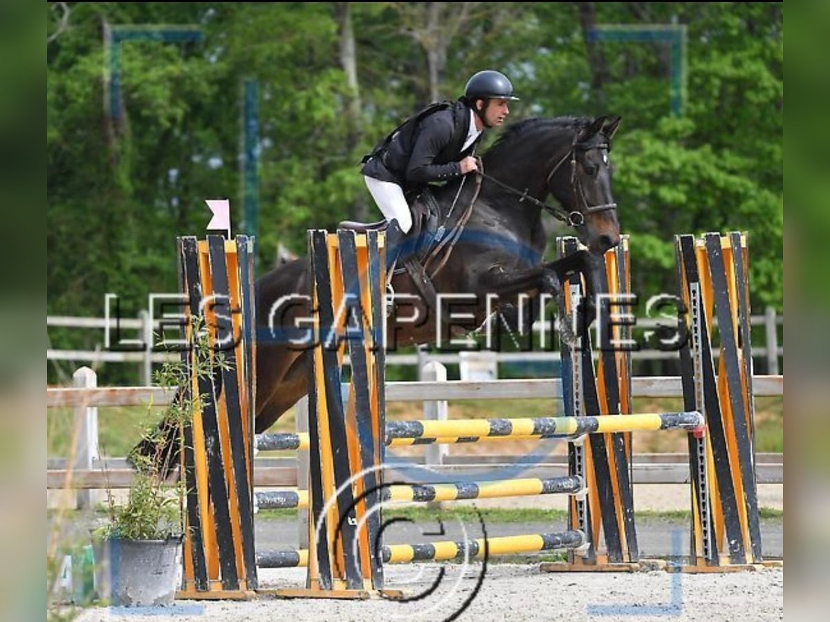 Otras razas Caballo castrado 12 años 165 cm Negro in Le Mans