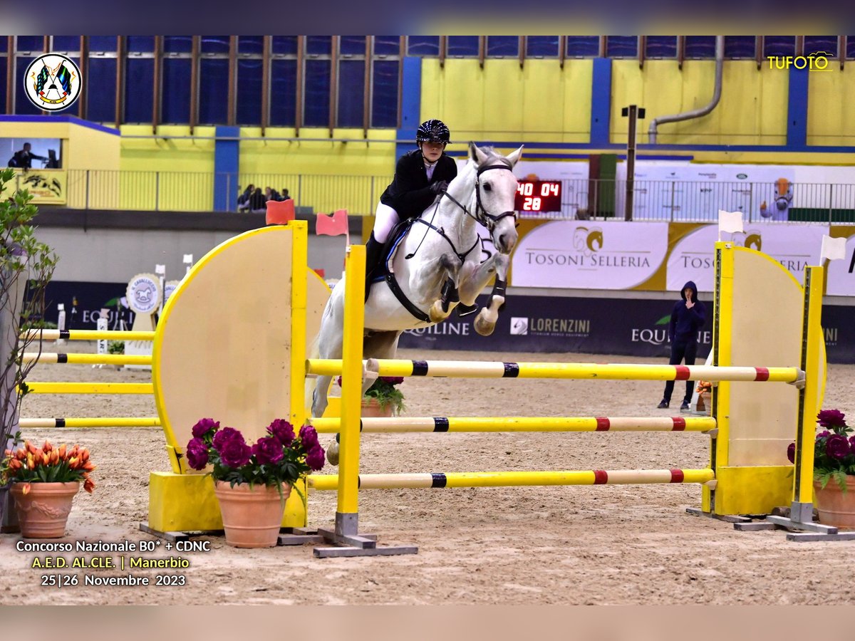 Otras razas Caballo castrado 12 años 168 cm Tordo in Paderno Franciacorta