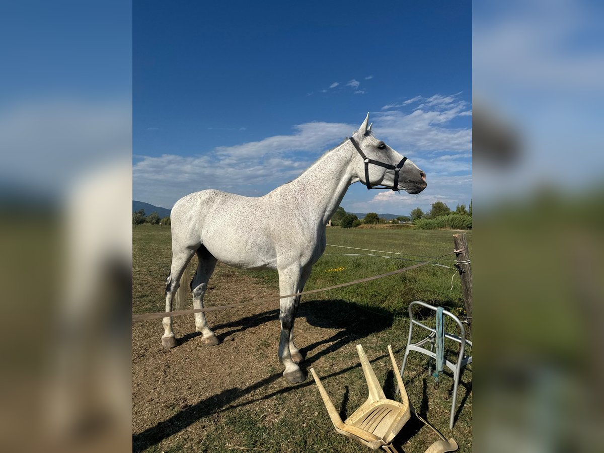 Otras razas Caballo castrado 12 años 180 cm Tordo in Ferruccia