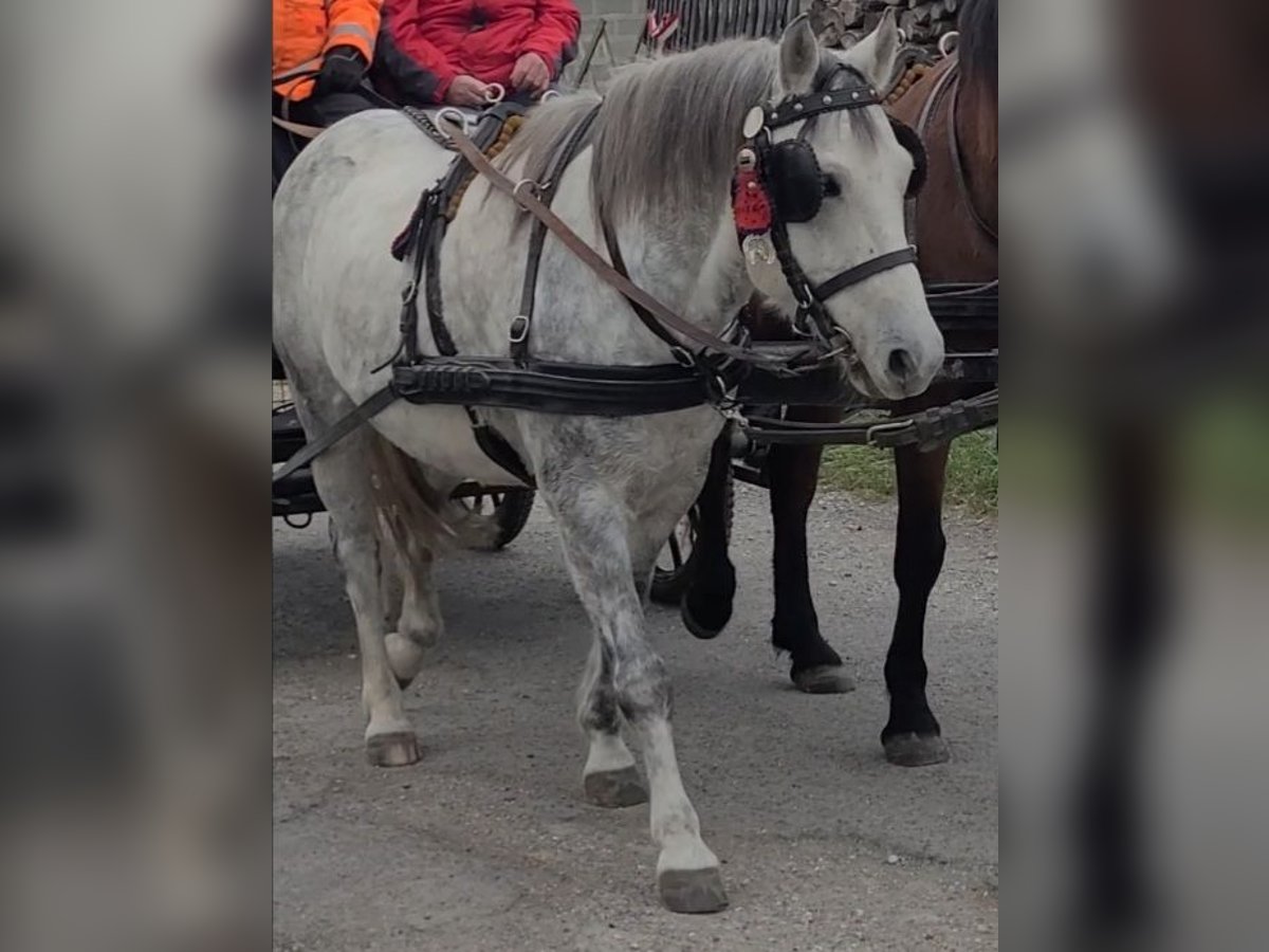 Otras razas Mestizo Caballo castrado 13 años 140 cm Tordo rodado in Oggau am Neusiedler See
