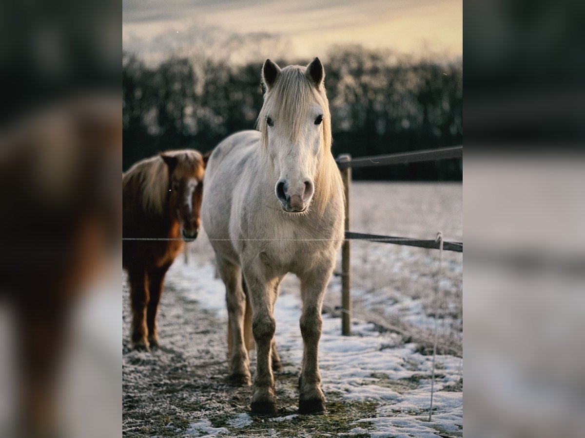 Otras razas Mestizo Caballo castrado 13 años 148 cm White/Blanco in Swalmen