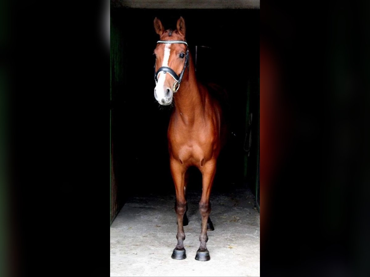 Otras razas Caballo castrado 13 años 149 cm Castaño rojizo in Piaseczno