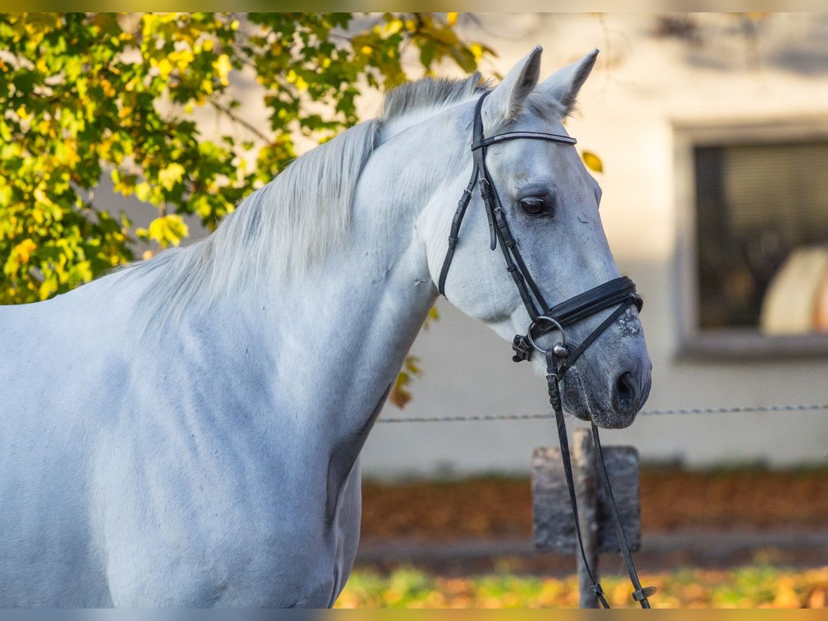 Otras razas Caballo castrado 13 años 163 cm in Schwäbisch Gmünd