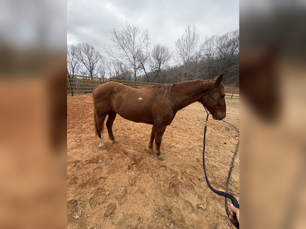 Otras razas Caballo castrado 13 años Alazán rojizo in Huntsville, AR