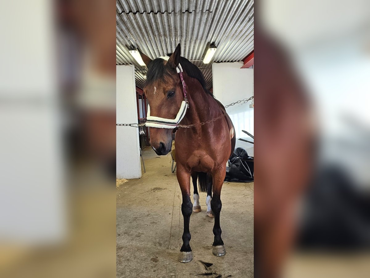 Otras razas Mestizo Caballo castrado 14 años 162 cm Castaño in Leipzig