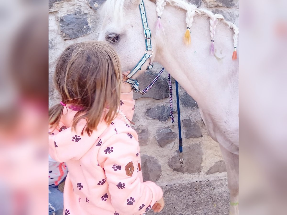 Otras razas Caballo castrado 15 años 120 cm Tordo in Melsungen