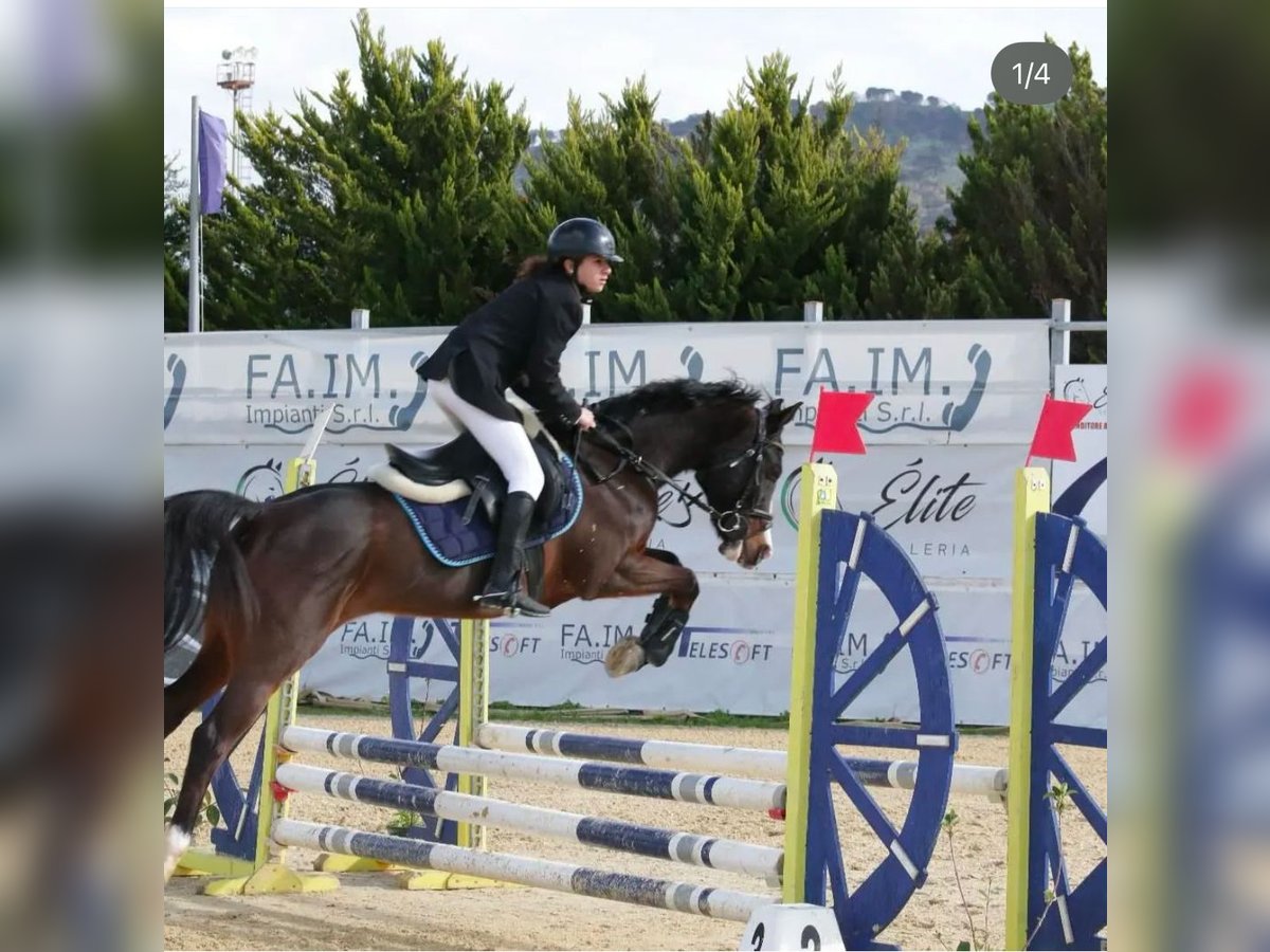 Otras razas Caballo castrado 15 años 144 cm Castaño oscuro in Messina