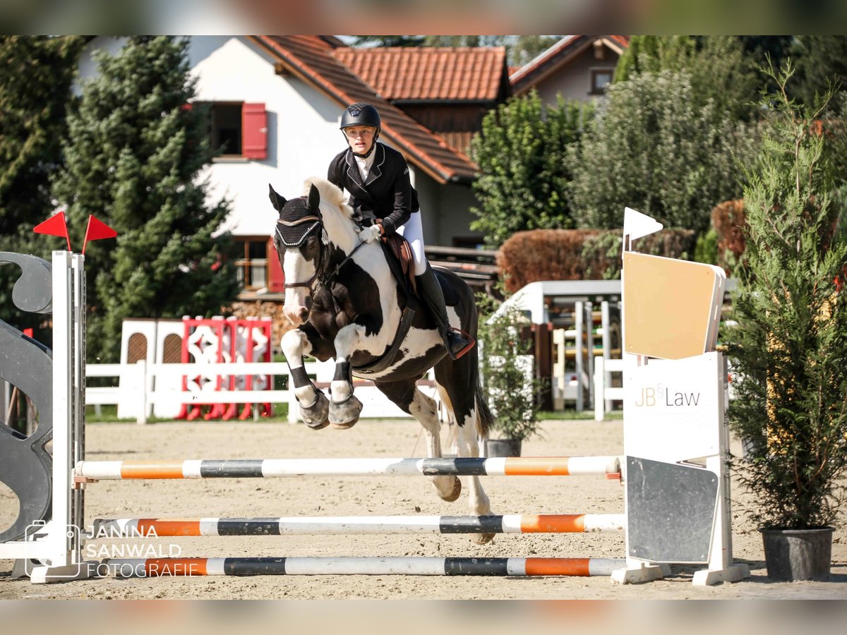 Otras razas Caballo castrado 16 años 156 cm Pío in Isny im Allg&#xE4;u