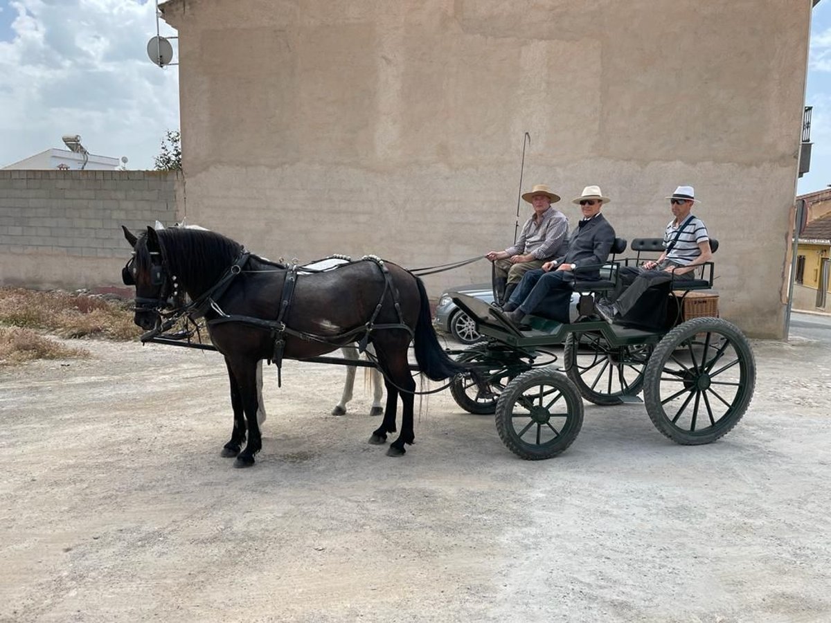 Otras razas Caballo castrado 16 años 157 cm Negro in Casa Nueva