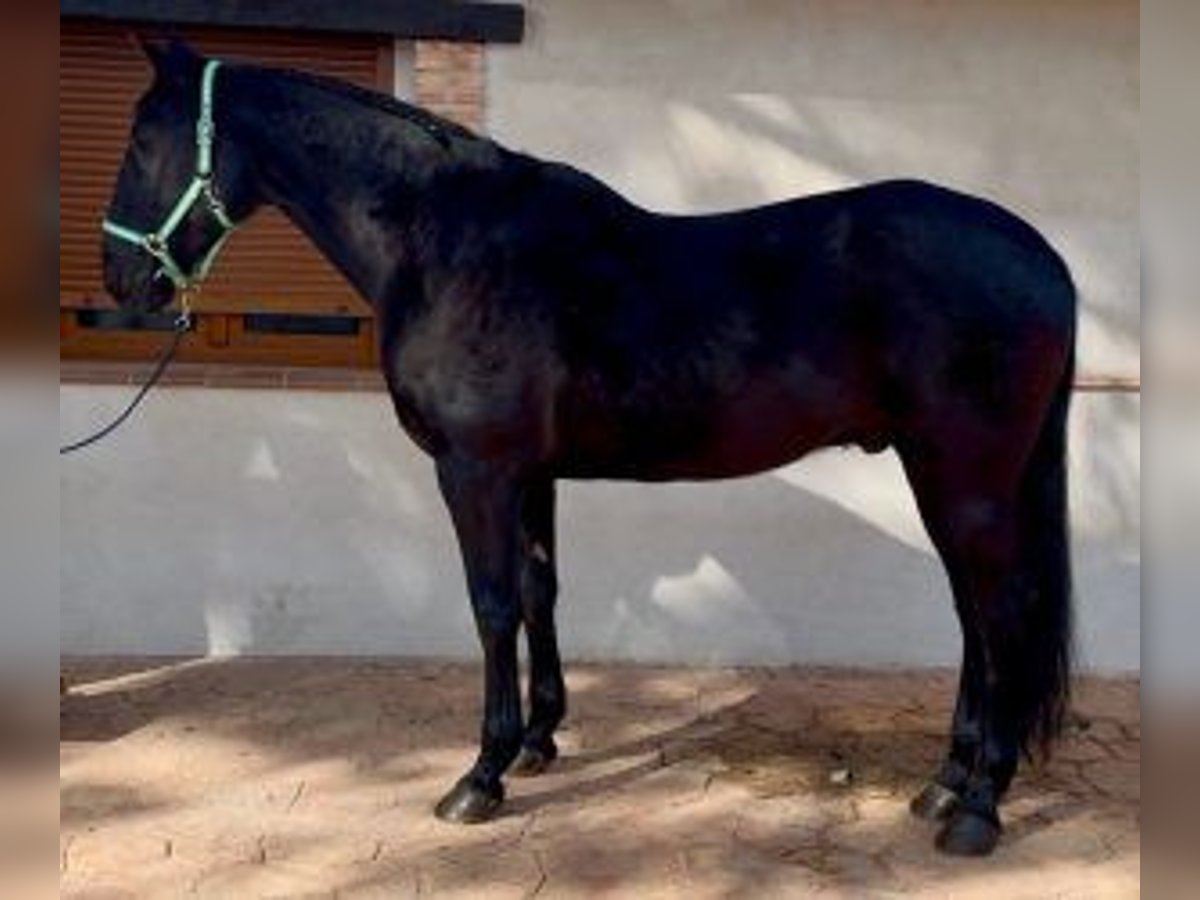 Otras razas Mestizo Caballo castrado 16 años 170 cm Negro in MADRID