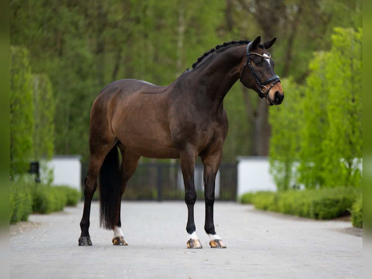 Otras razas Caballo castrado 16 años 171 cm Castaño oscuro in M&#xE4;rjamaa