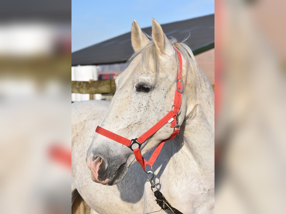 Otras razas Caballo castrado 17 años 158 cm Tordo in Achtmaal