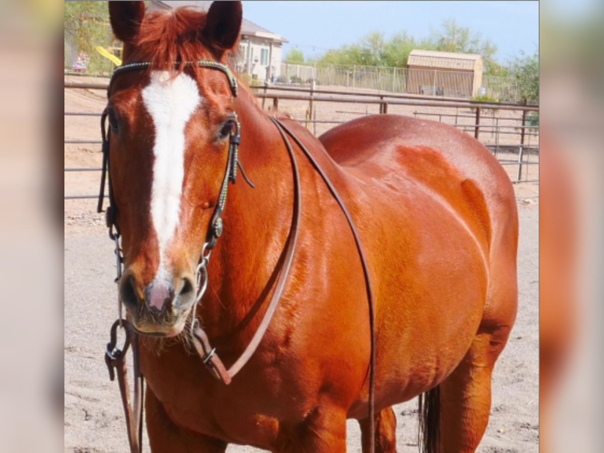 Otras razas Caballo castrado 19 años 152 cm Alazán rojizo in Wittmann