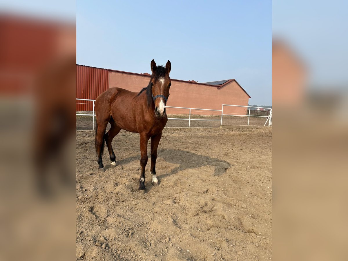 Otras razas Caballo castrado 2 años Castaño in Chrostowo