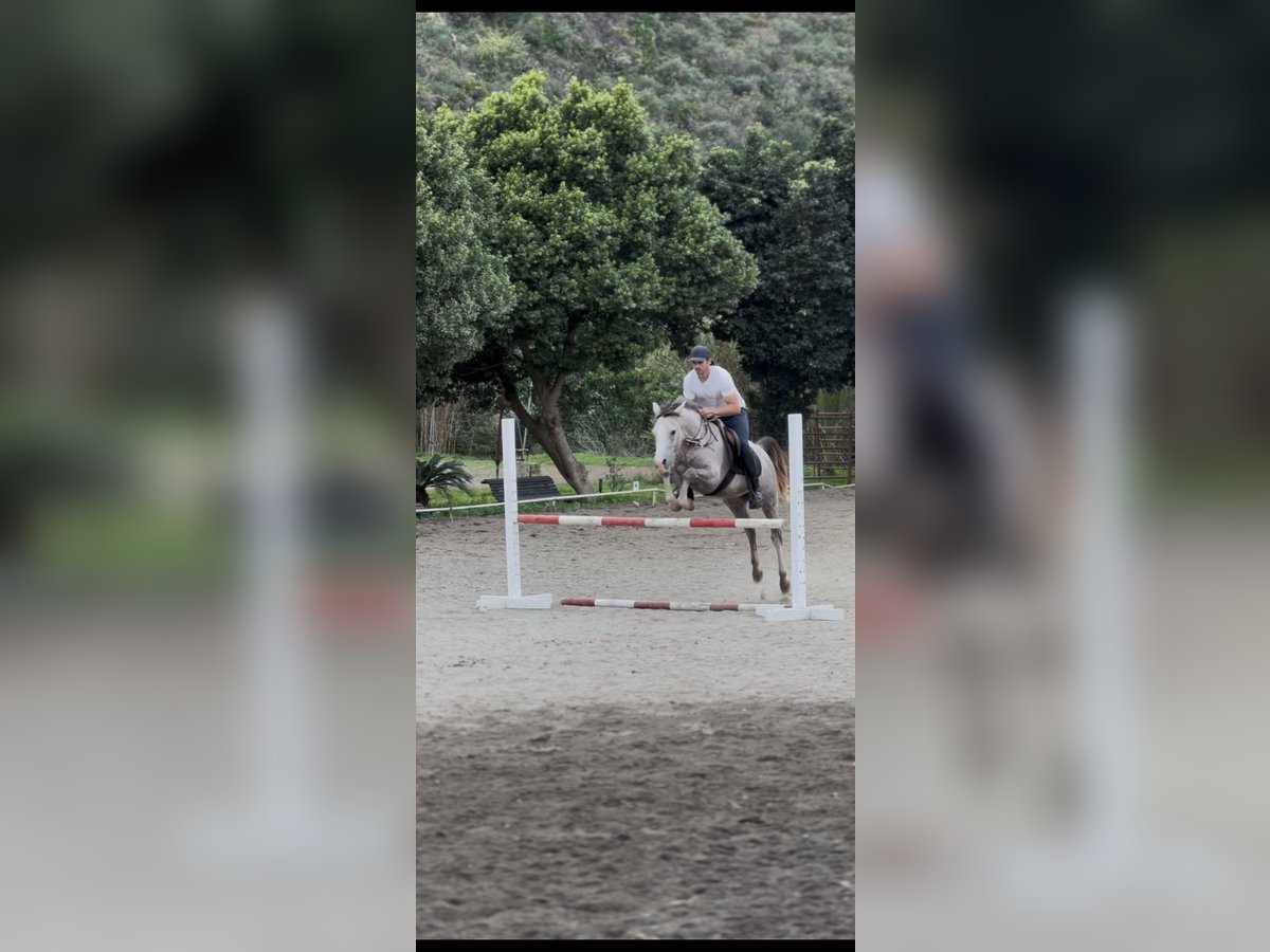 Otras razas Mestizo Caballo castrado 3 años 146 cm Tordo in Mijas