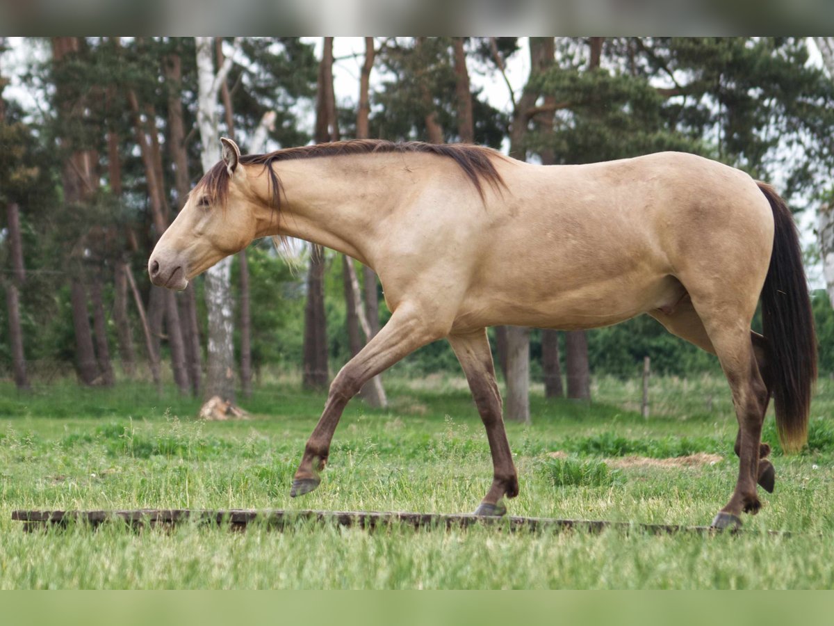 Otras razas Caballo castrado 3 años 151 cm Champán in Ribbesbüttel