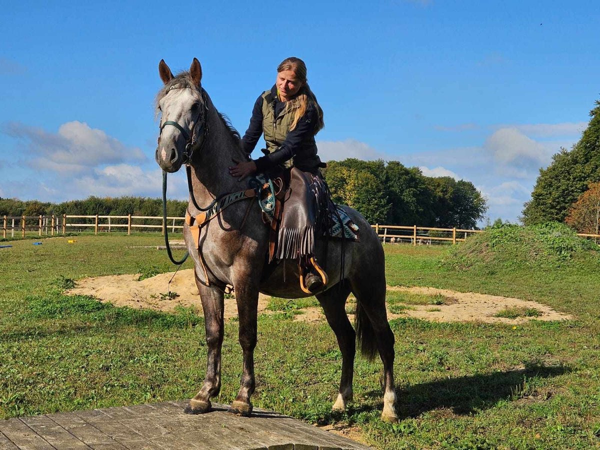 Otras razas Caballo castrado 3 años 153 cm Tordo in Linkenbach